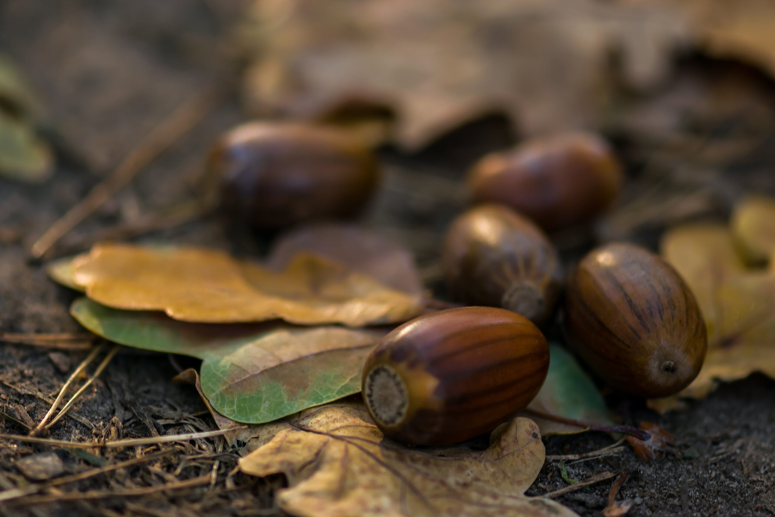 acorns lying on forest floor