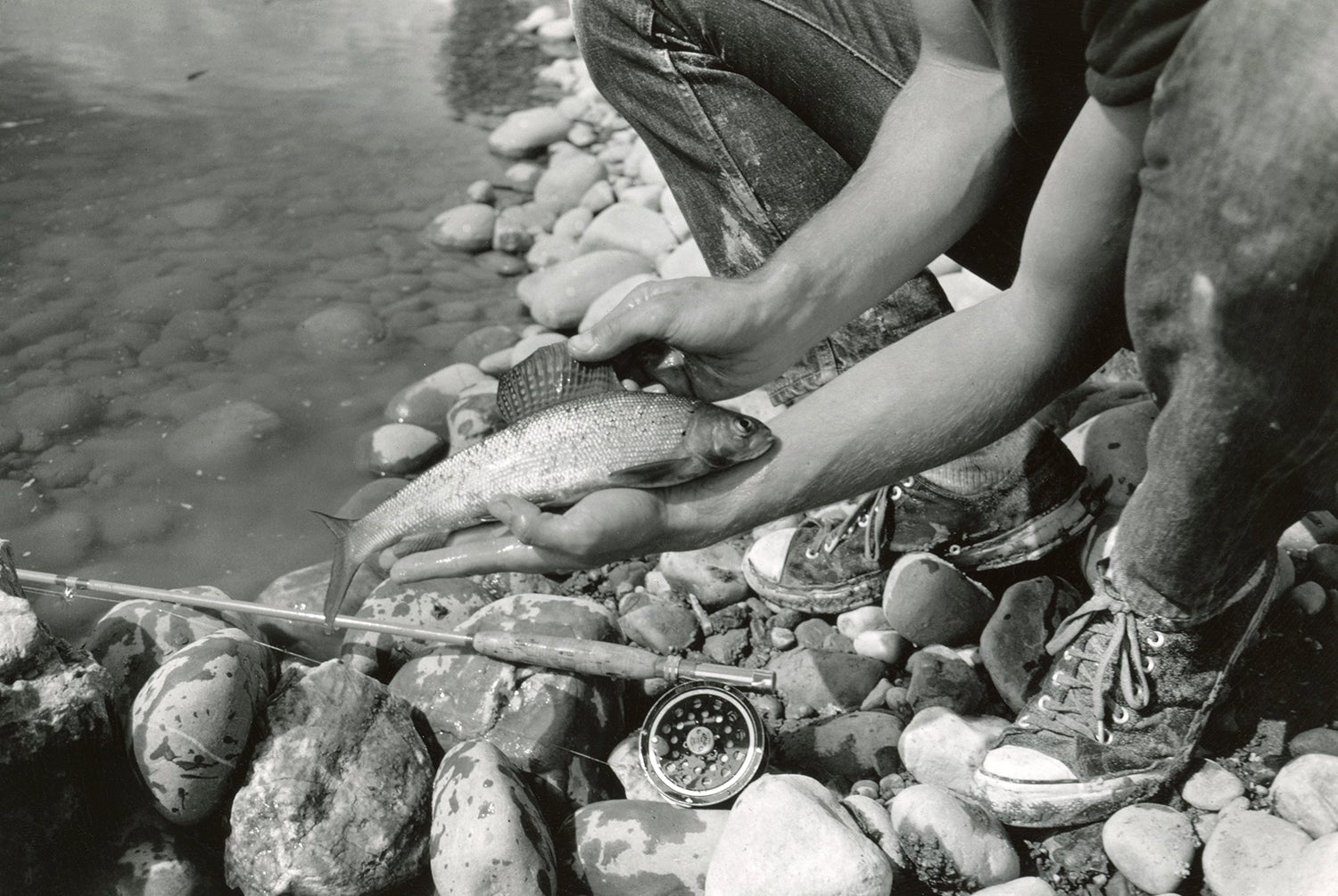 crouching angler wearing Chuck Taylor sneakers holds grayling while fly rod and reel rest on rocks