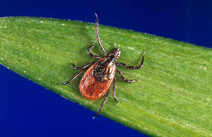 An adult female blacklegged tick, Ixodes scapularis, on a blade of grass