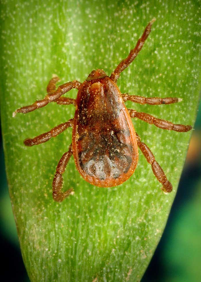 An adult male brown dog tick, Rhipicephalus sanguineus, on a blade of grass