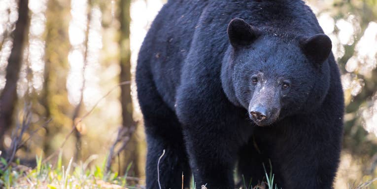 Black Bear Severely Injures Sheep Herder During Mauling in Remote Colorado Wilderness Area