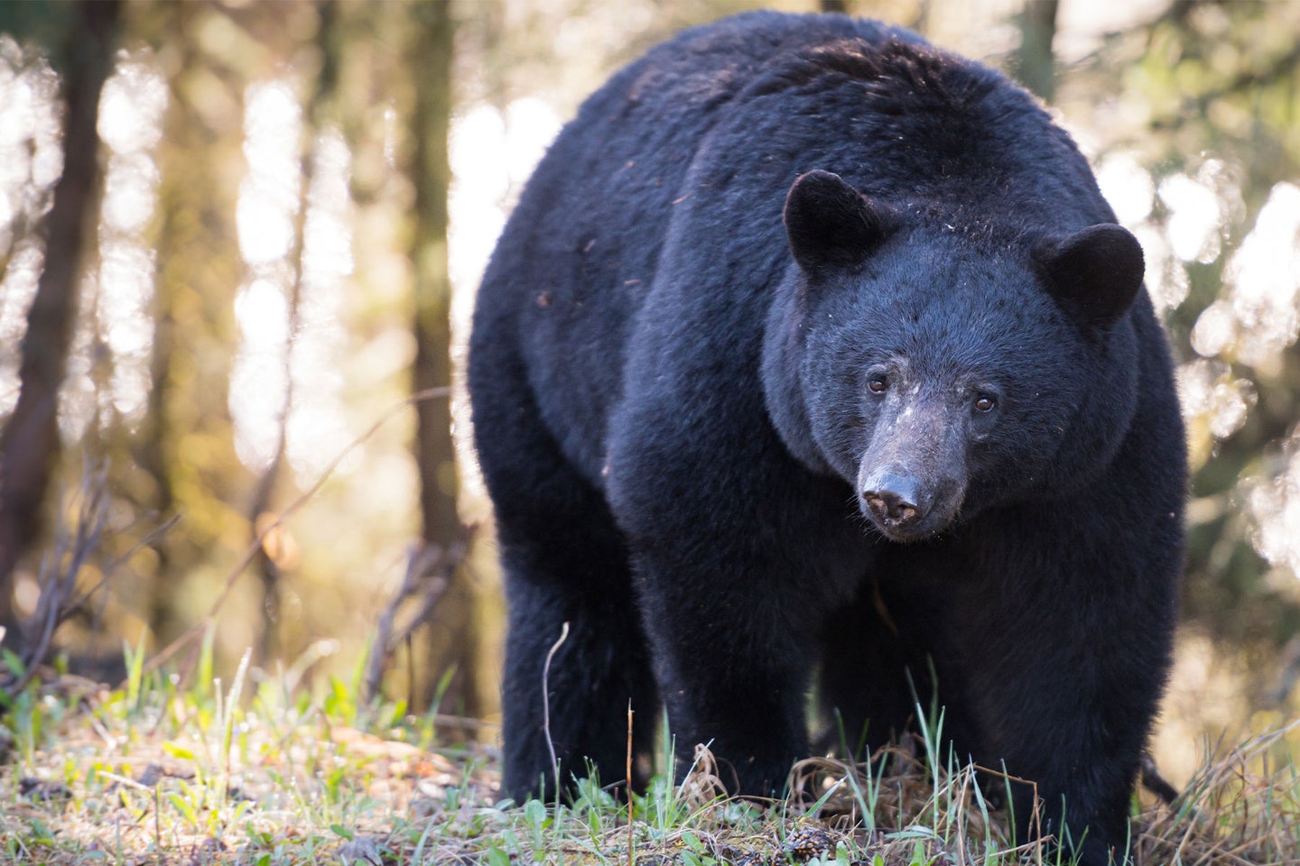 Colorado is home to between 17,000 and 20,000 black bears.