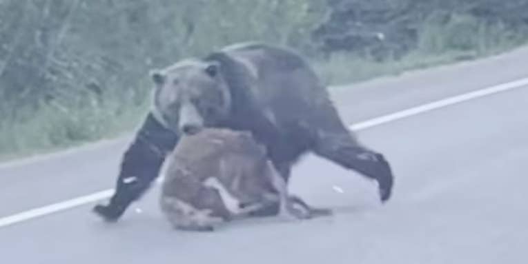 Watch a Grizzly Bear Drag a Road-Killed Deer Across a Highway