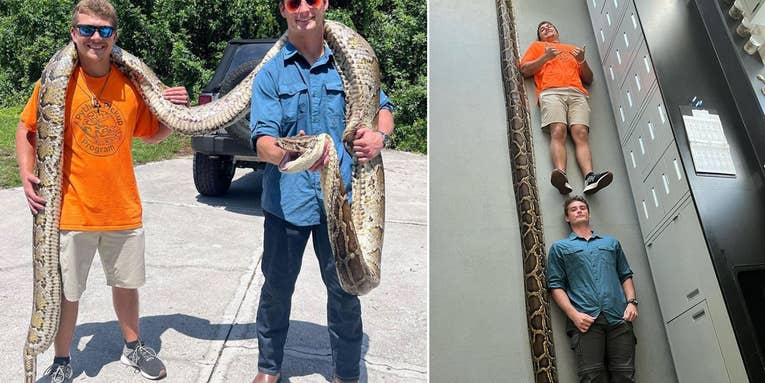 This Is the Longest Burmese Python Ever Captured in Florida