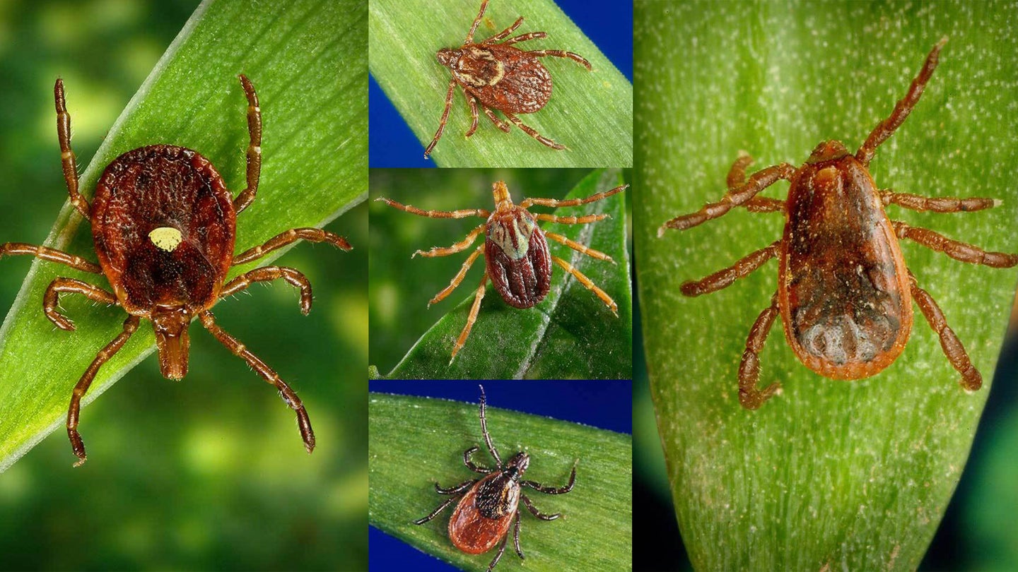 a collection 5 types of ticks that spread tick-borne diseases.