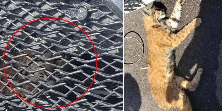 Arizona Man Finds Live Bobcat Behind the Front Grill of His Car