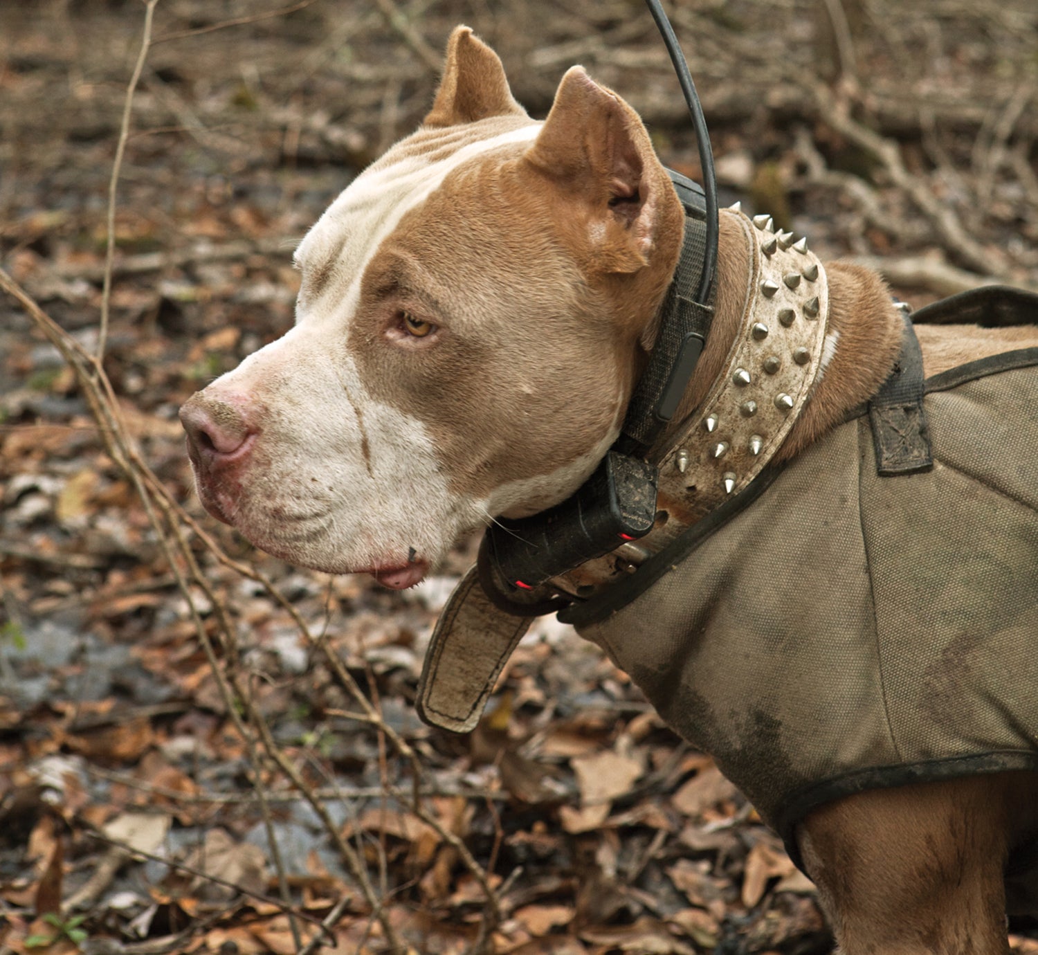 pitbull in profile, wearing spiked collar and radio collar, plus vest