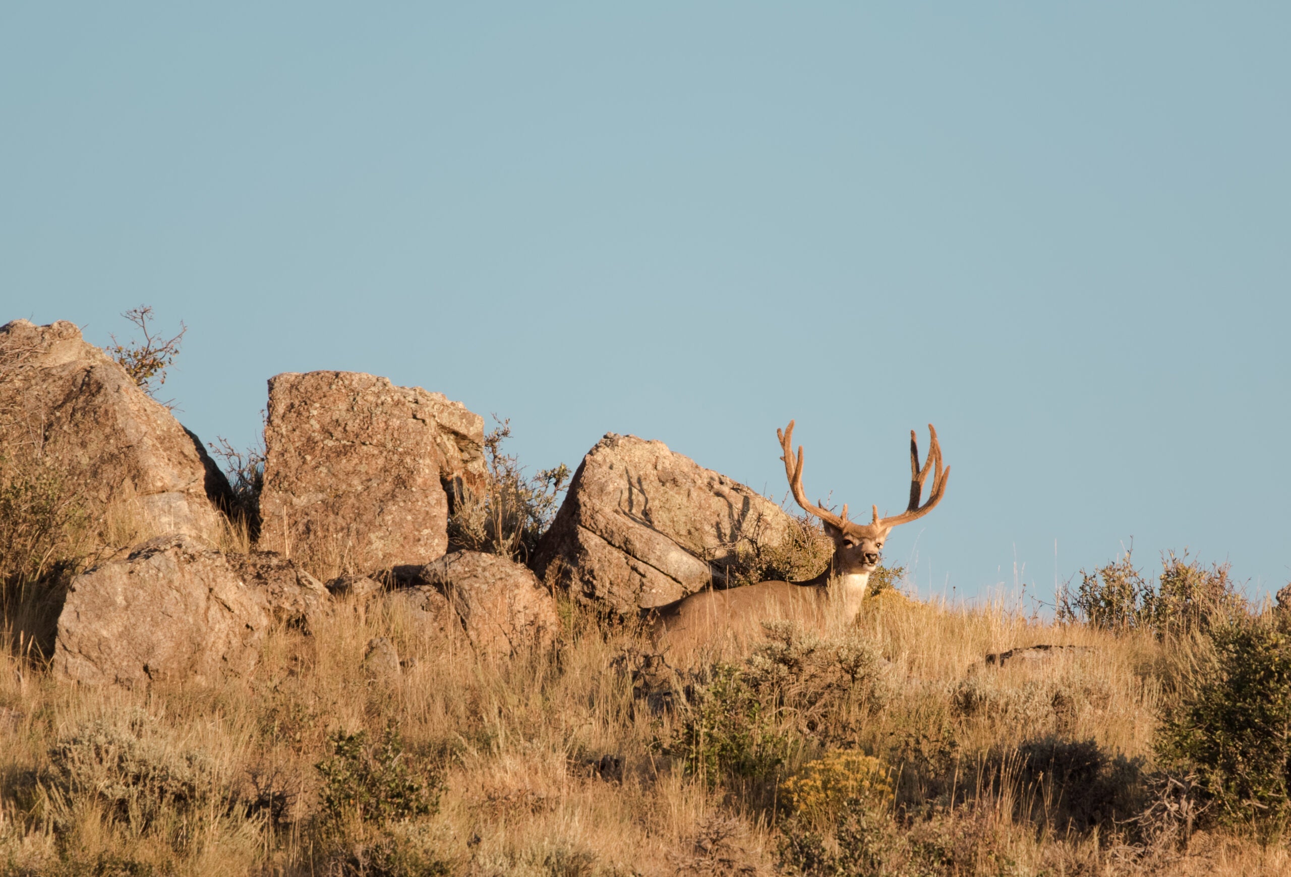 photo of mule deer buck bedded along rock escarpment, showing where deer sleep