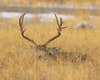 A muley buck bedded in a sea of grass