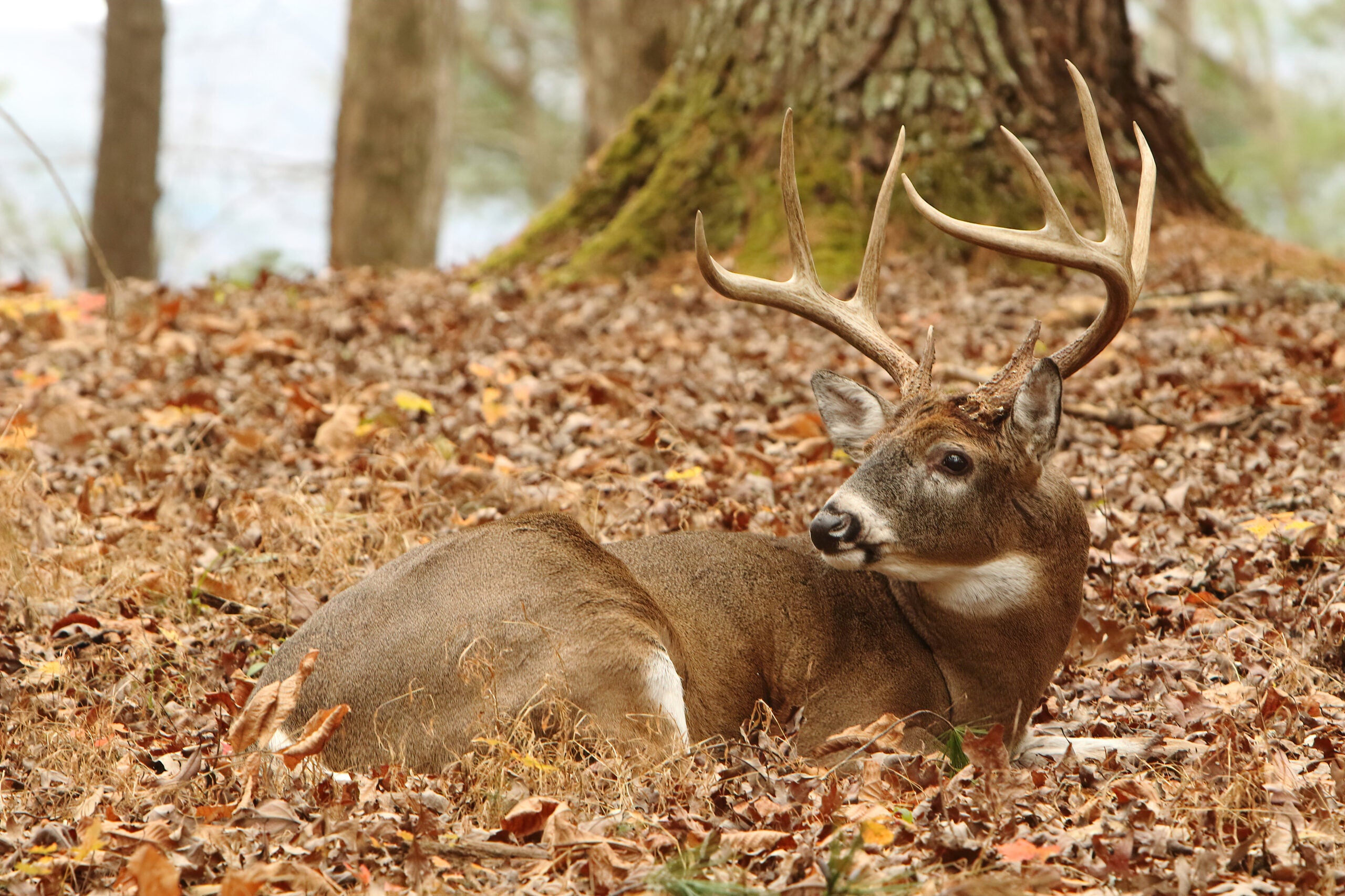 a whitetail buck beds on a wooded ridge end showing one place where deer sleep