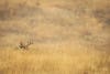 whitetail buck bedded down on a grassy prairie