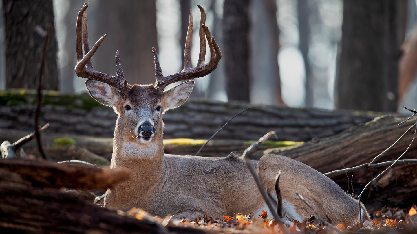 a whitetail buck bedded in deer woods shows where deer sleep