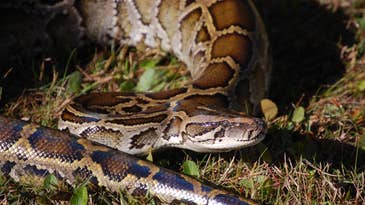 Are Florida’s Invasive Pythons Adapting to Survive Colder Temperatures?