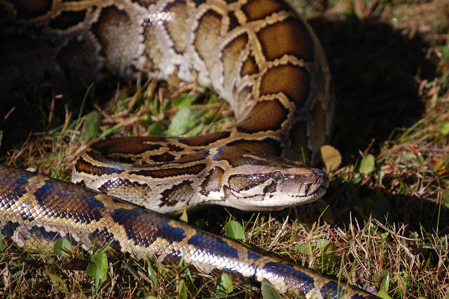 Invasive Burmese pythons have decimated some species of fur-bearing animals in the Everglades and completely eradicated others.