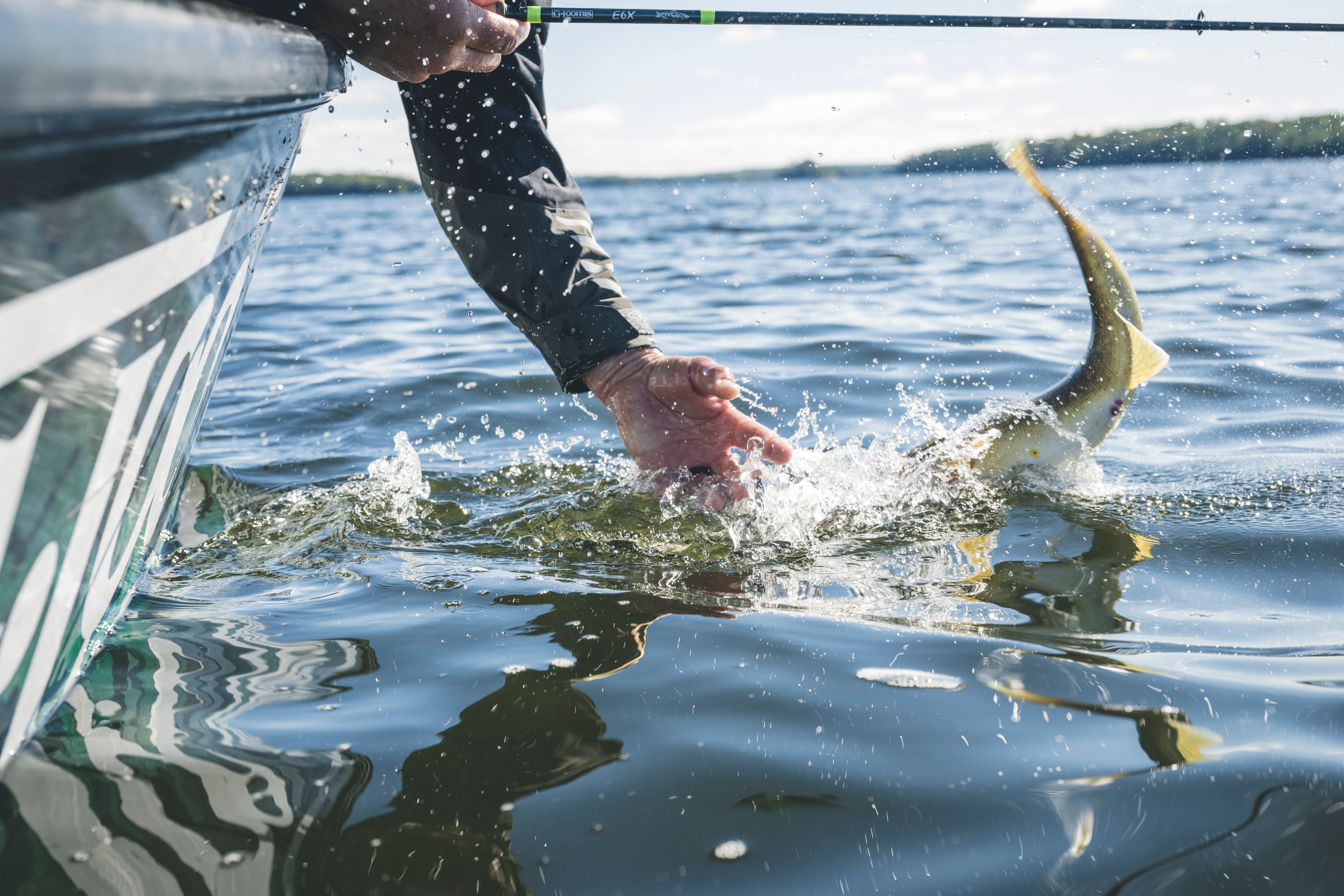photo of angler landing a walleye at the side of a boat