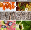 graphic showing the differences between red oak and white oak leaves, bark, and acorns.