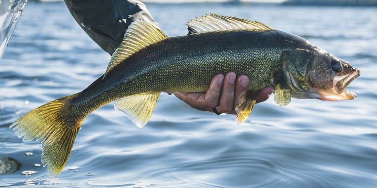 How to Catch Walleyes: A Complete Guide
