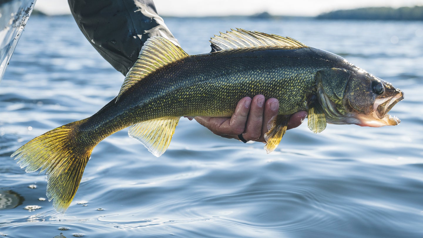 An angler lift a nice walleye from the water