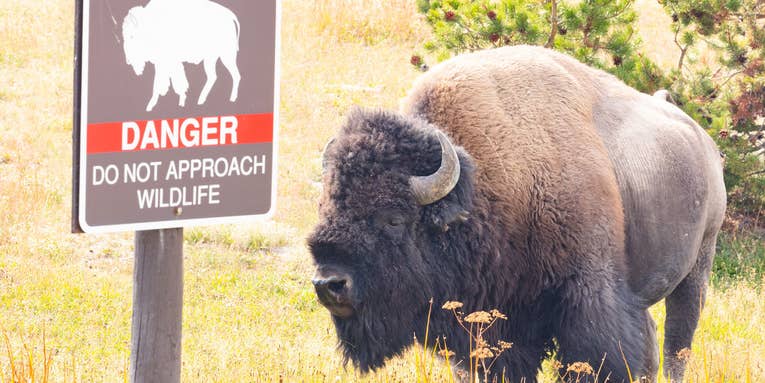 Bison Gores and “Significantly Injures” Arizona Woman  in Yellowstone National Park