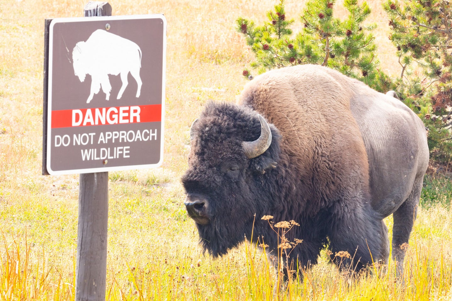 Yellowstone National Park is home to approximately 5,900 bison according to a count performed in the summer of 2022.