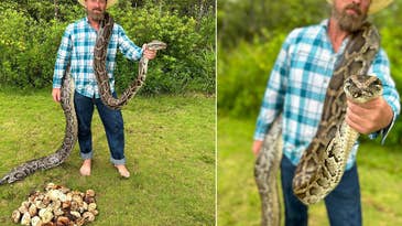 Watch a Snake Hunter Capture a Nesting Python with More than 100 Eggs