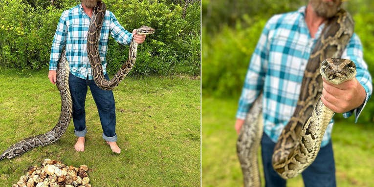 Watch a Snake Hunter Capture a Nesting Python with More than 100 Eggs