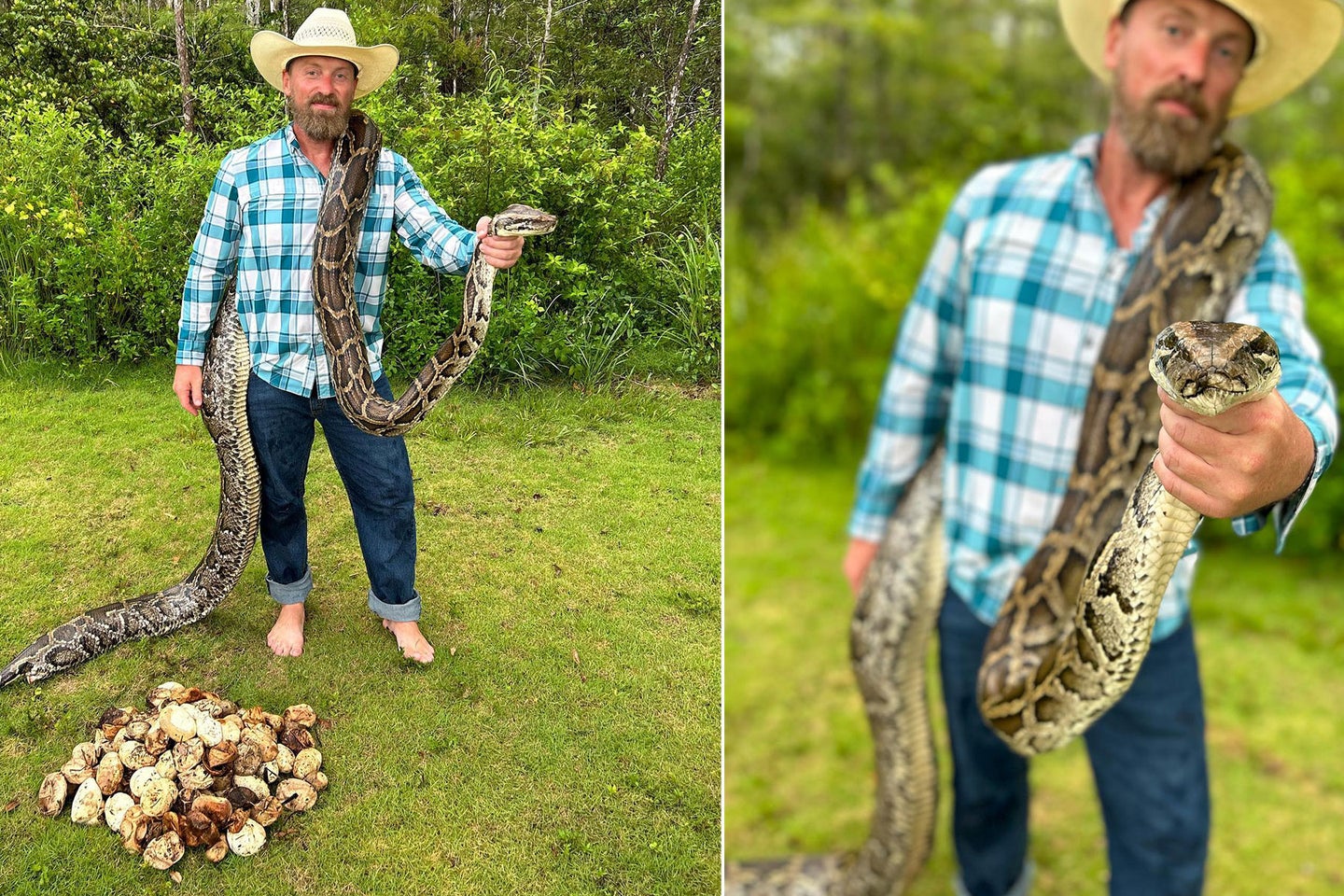 Invasive Burmese pythons can be captured and humanely killed year-round without a hunting license in the state of Florida.
