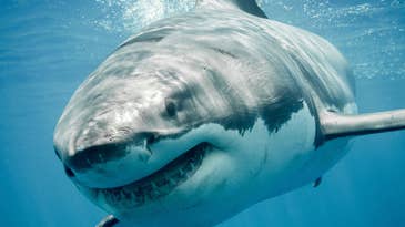 Great White Sharks Are Now Prolific Off the Coast of Massachusetts