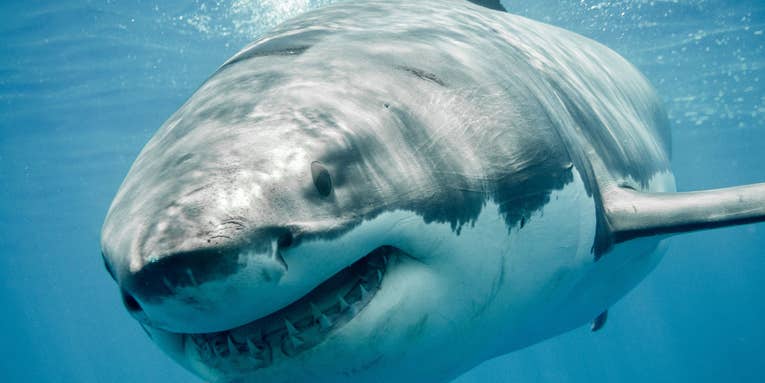 Great White Sharks Are Now Prolific Off the Coast of Massachusetts
