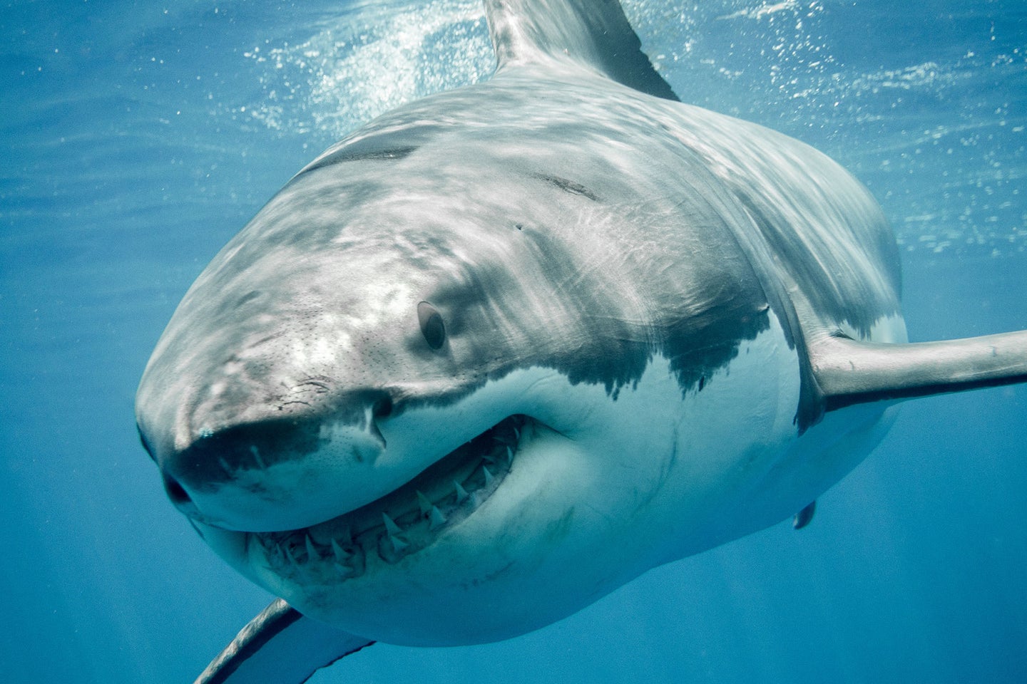 Researchers believe that Cape Cod may now have the world's highest concentration of Great White Sharks.