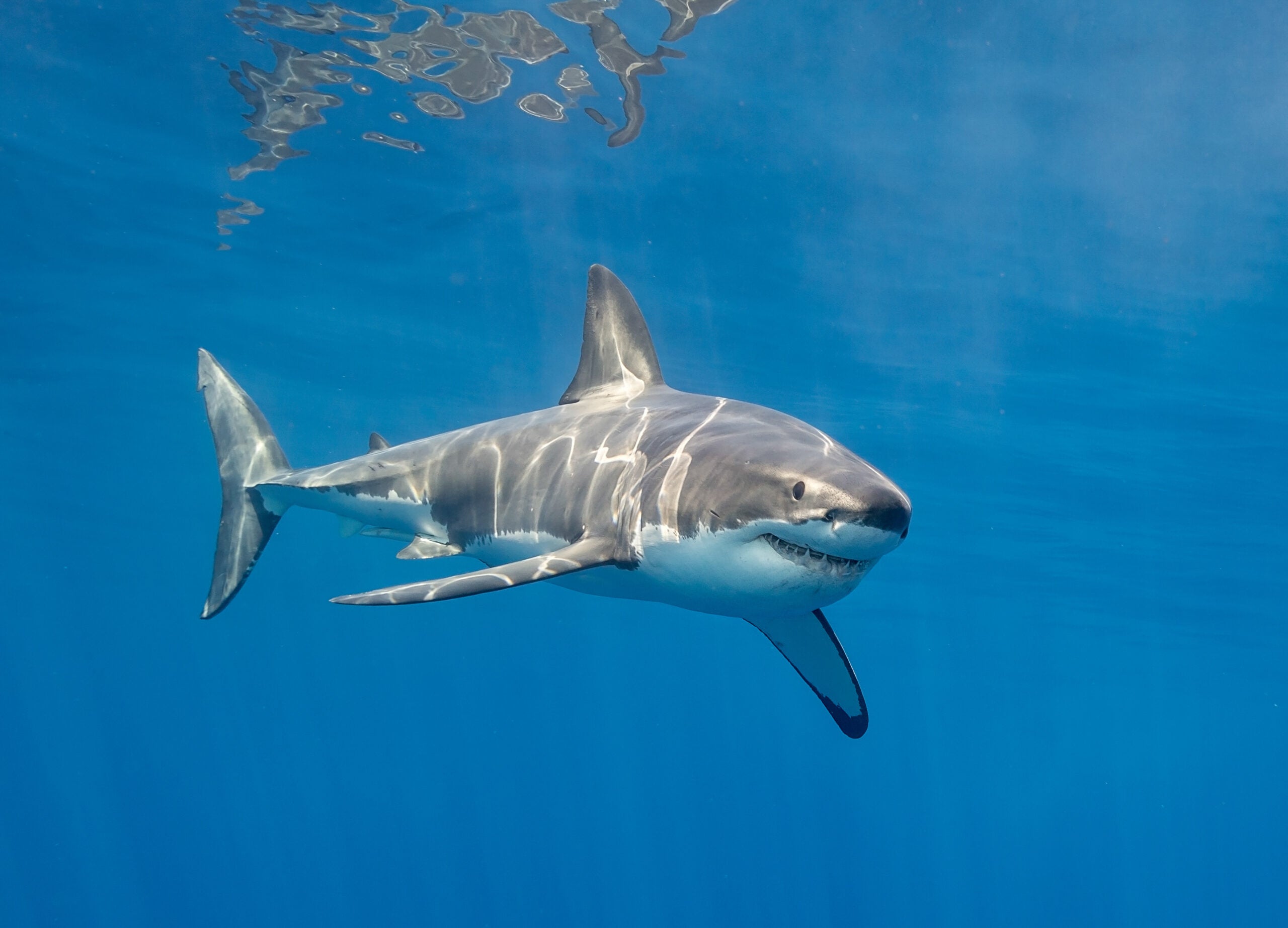 photo of a great white, which can survive for up to 70 years 