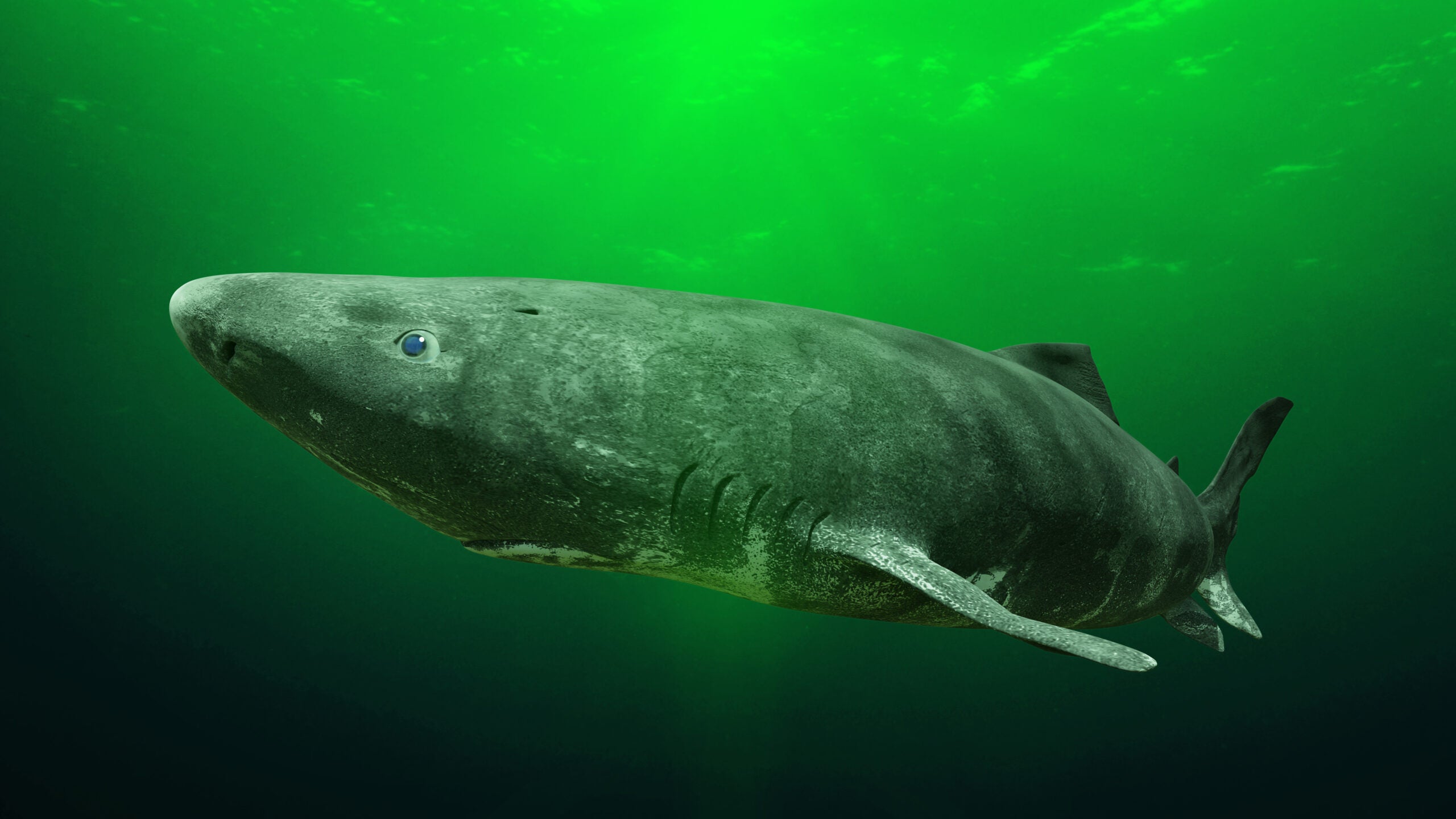 photo of a Greenland shark which can live up to 500 years