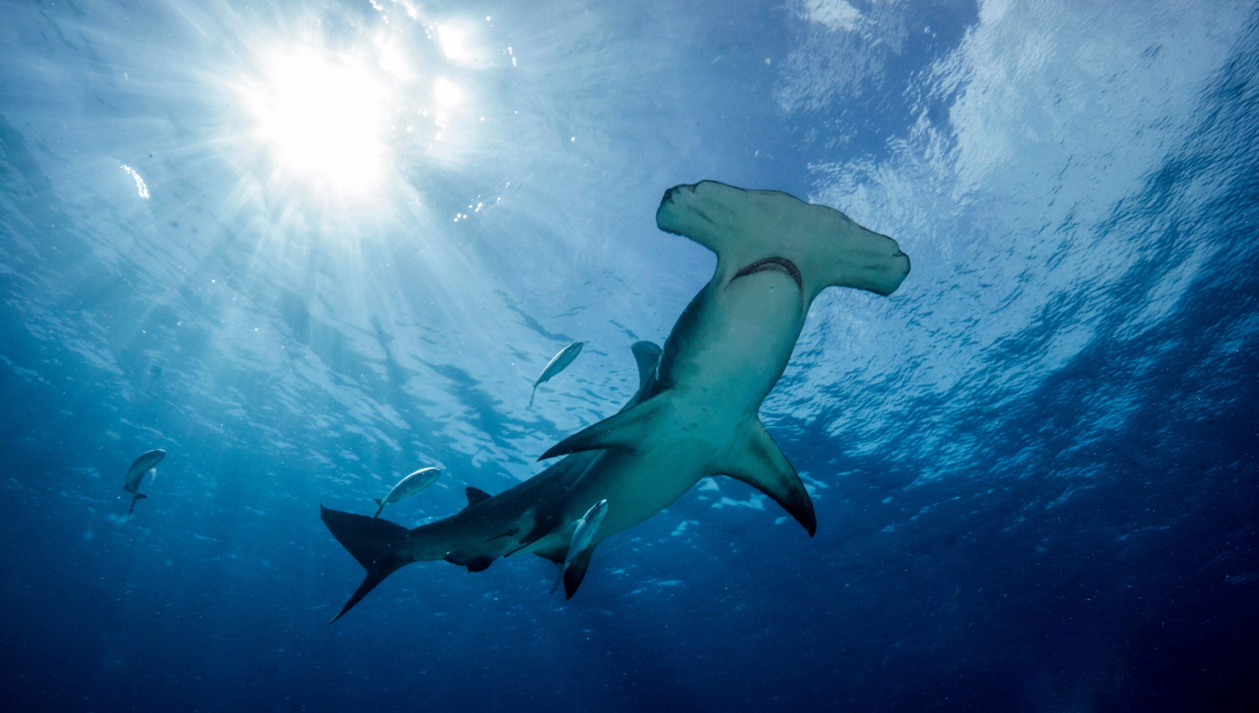 photo of a great hammerhead