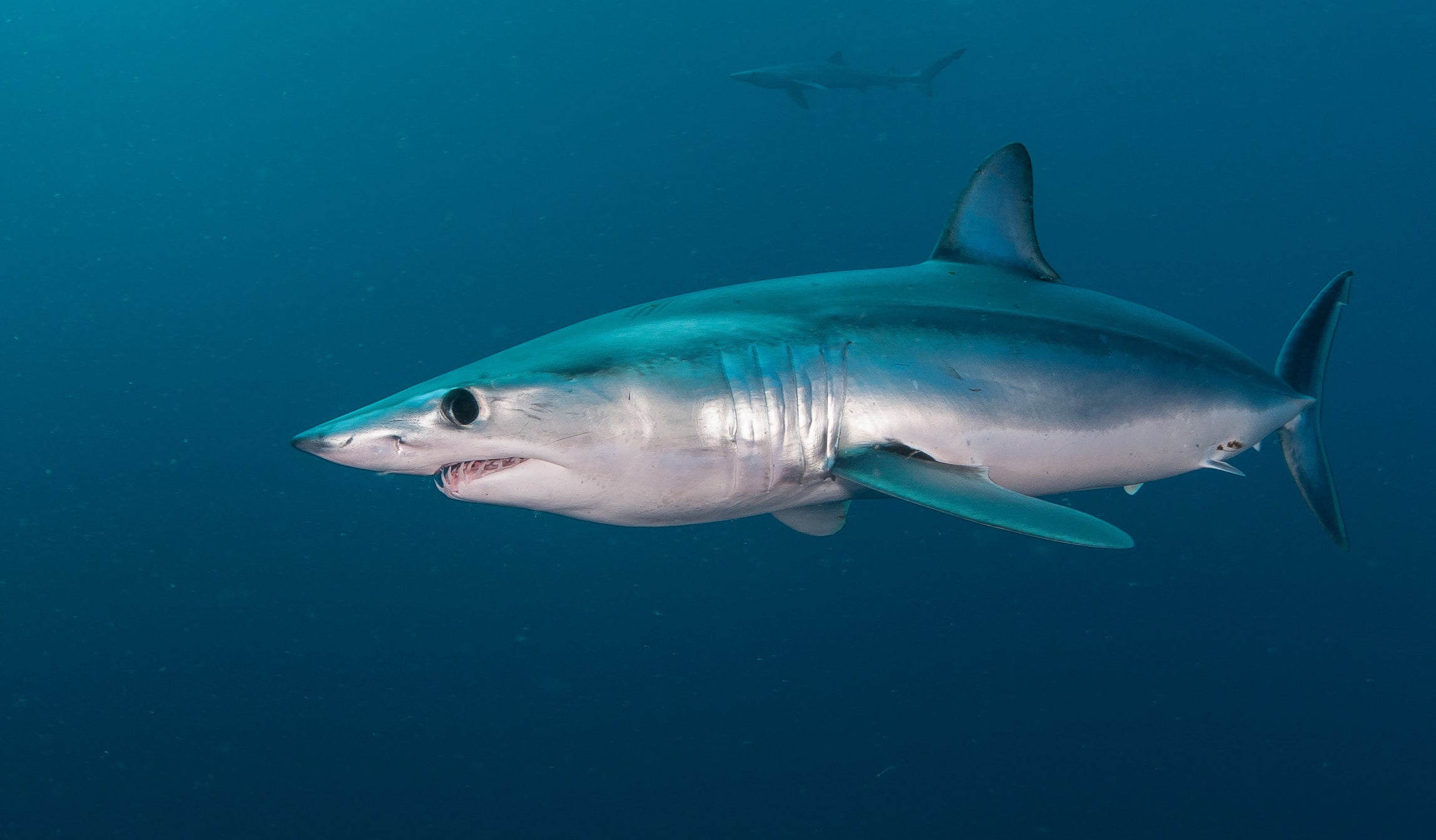 a shortfin mako, which can live 30 years