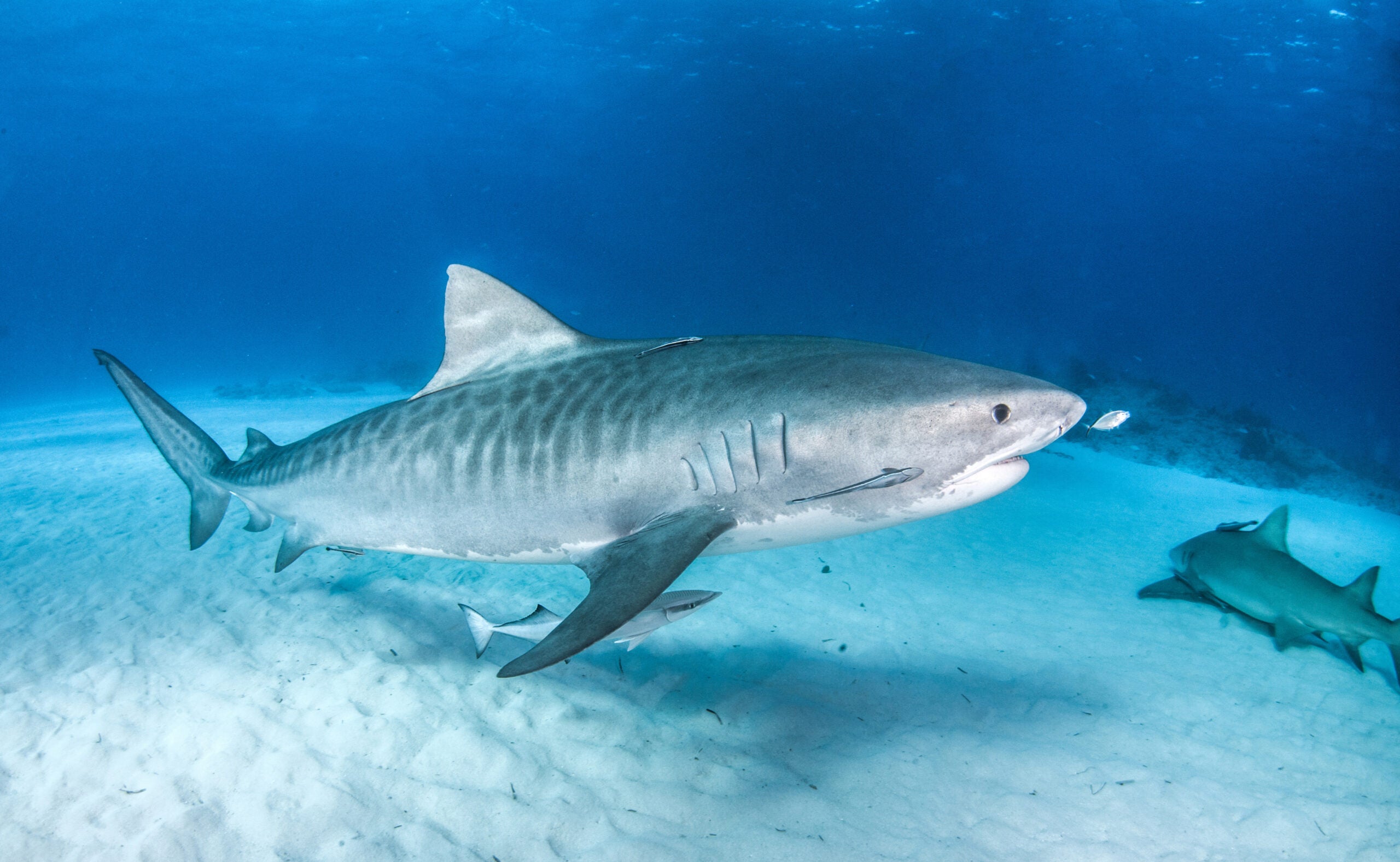 Photo of a tiger shark, which can live for more than 50 years