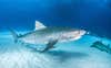 Photo of a tiger shark, which can live for more than 50 years
