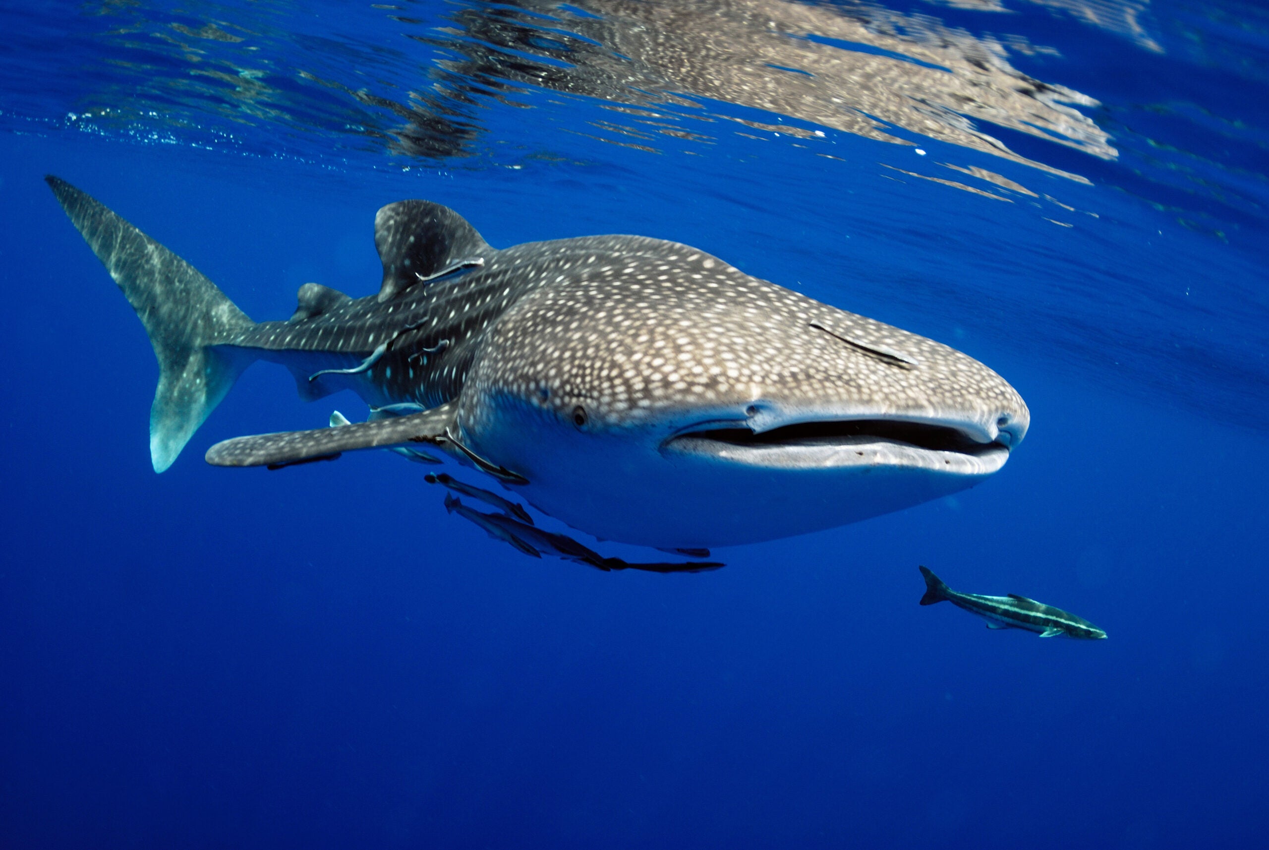 photo of a whale shark which can live up to 100 years