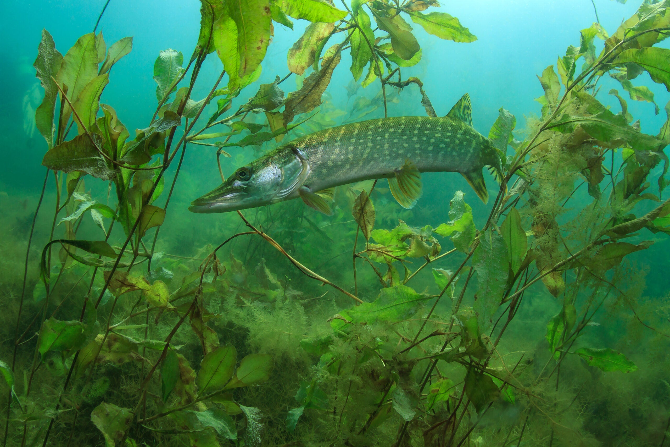 a northern pike prowls a weed bed looking for prey
