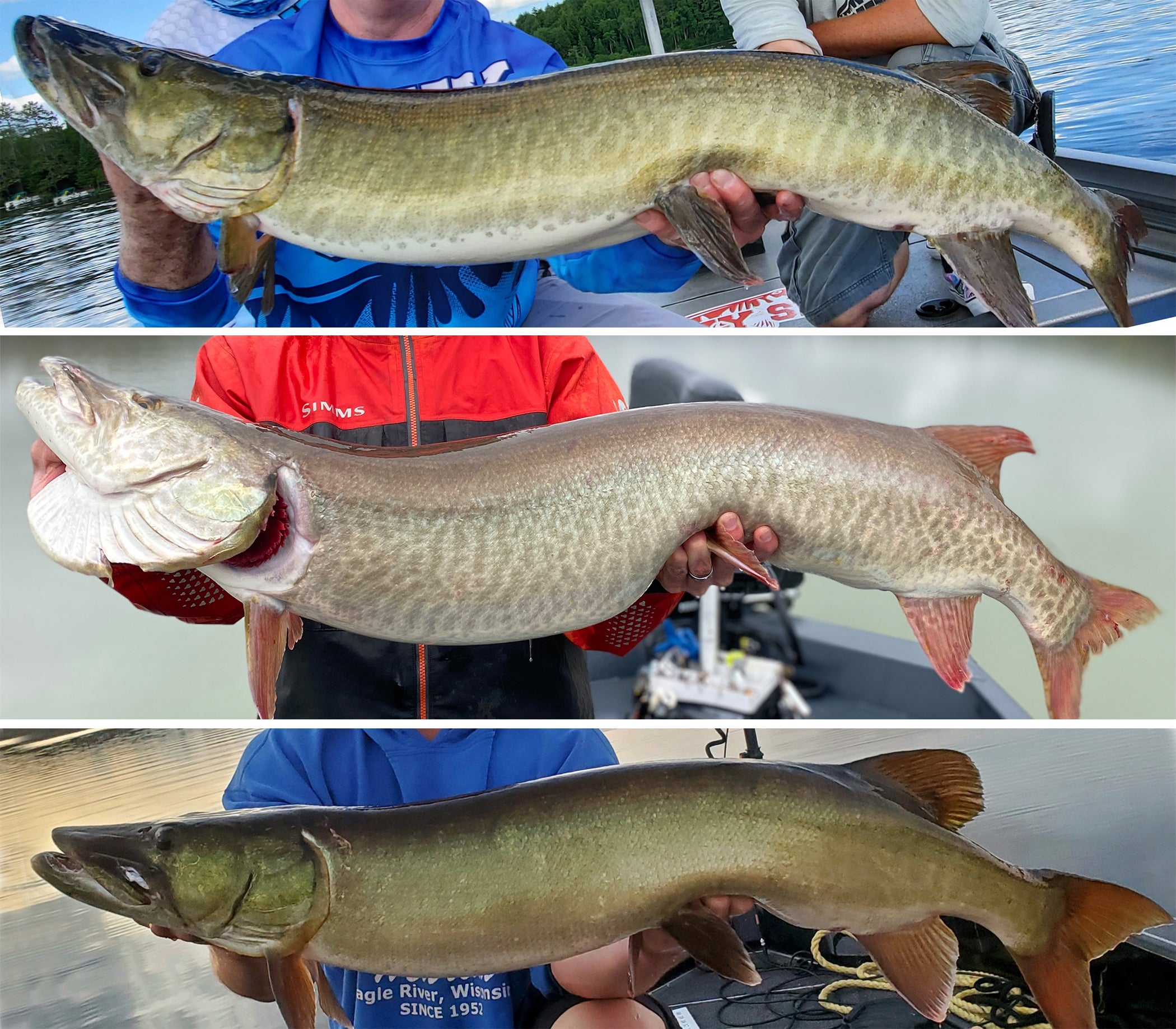 photo showing the three common flank pattern on muskie: barred, spotted, and clear