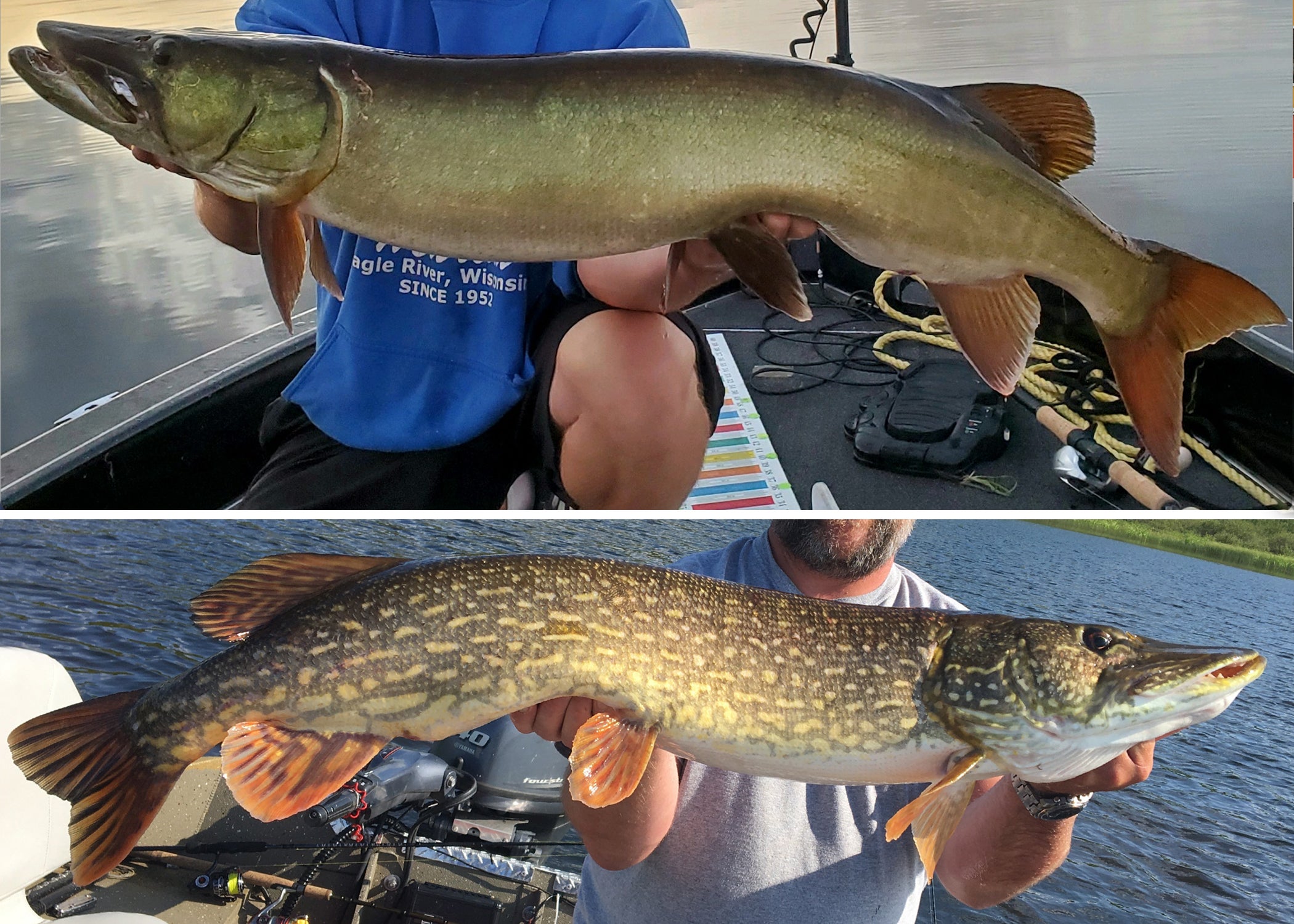 split photo showing muskie vs pike, with muskie on top and pike on the bottom