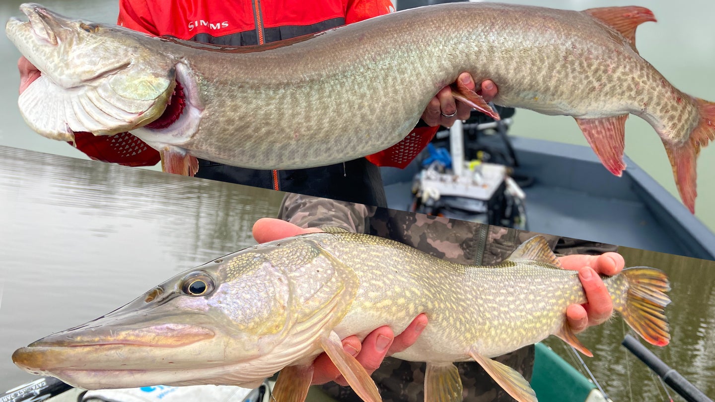 photo of a muskie vs pike, with the muskie on top and pike on bottom