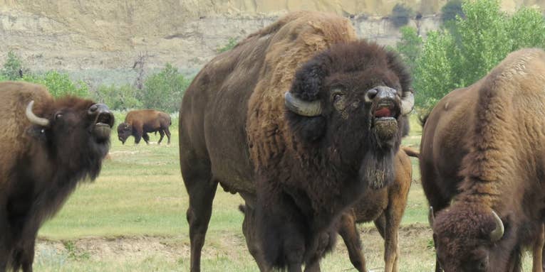 Bison Attack in National Park Leaves Minnesota Woman with “Severe Injures”