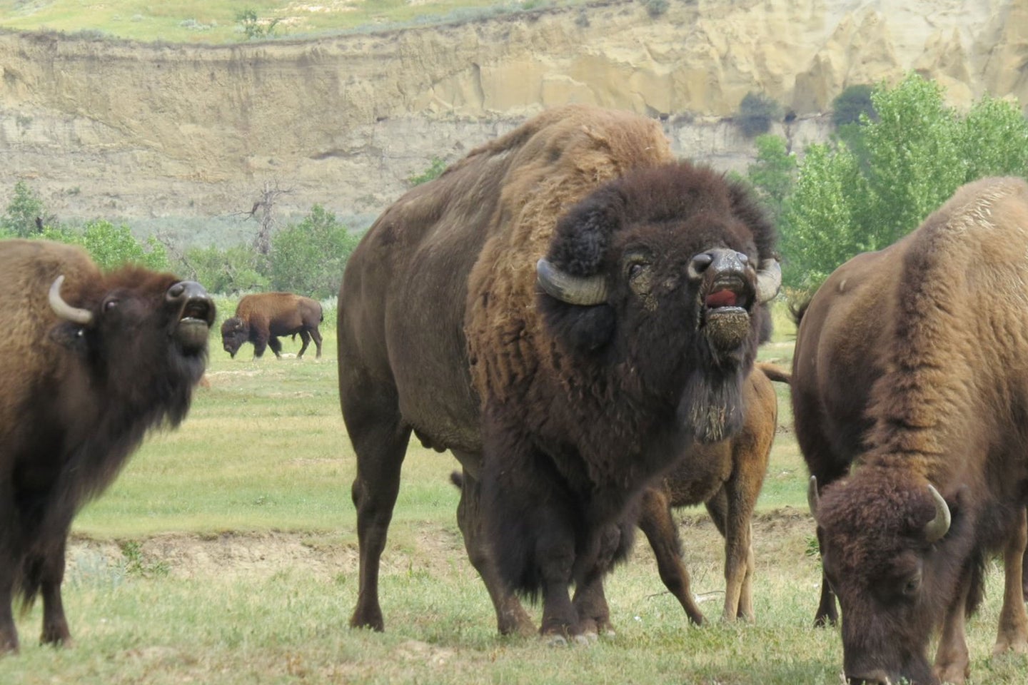 Bison were reintroduced to Theodore Roosevelt National Park in 1956.