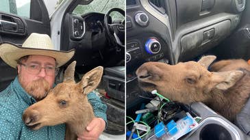 Canadian Oil Worker Fired for Putting a Moose Calf in His Work Truck