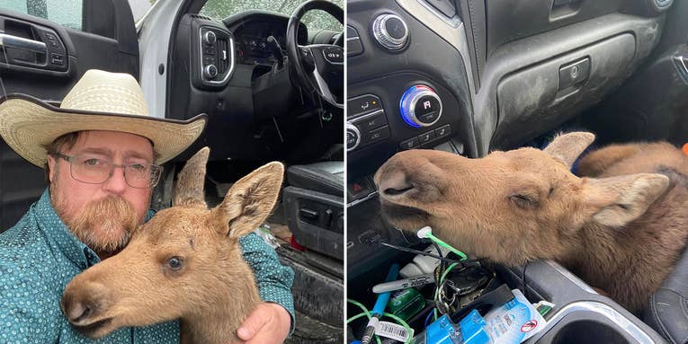 Canadian Oil Worker Fired for Putting a Moose Calf in His Work Truck