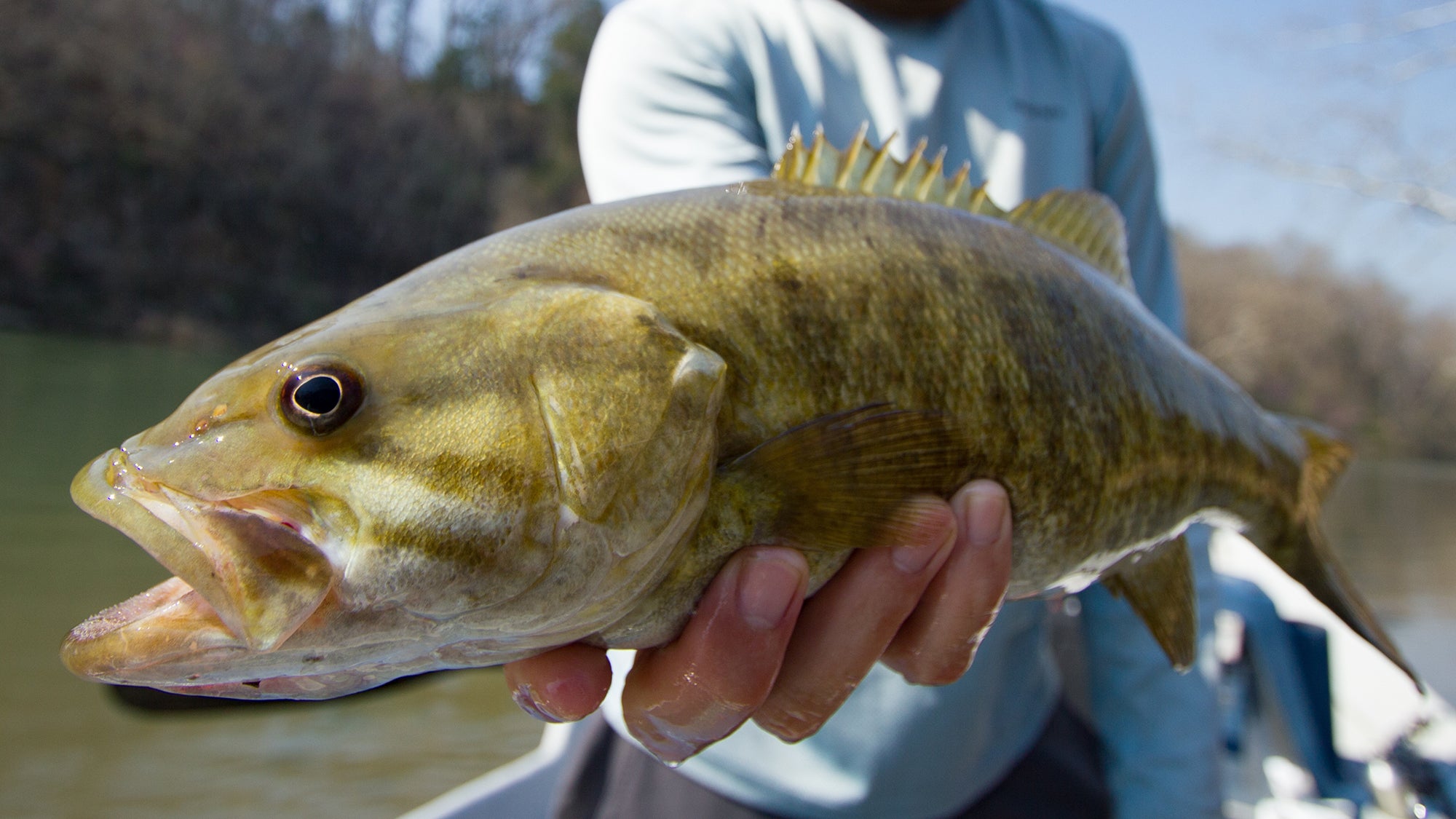 Catching Summer Smallmouth Bass on Poppers