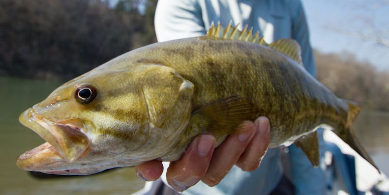 The Tops: Why Nothing Compares to Catching Smallmouth Bass on Poppers
