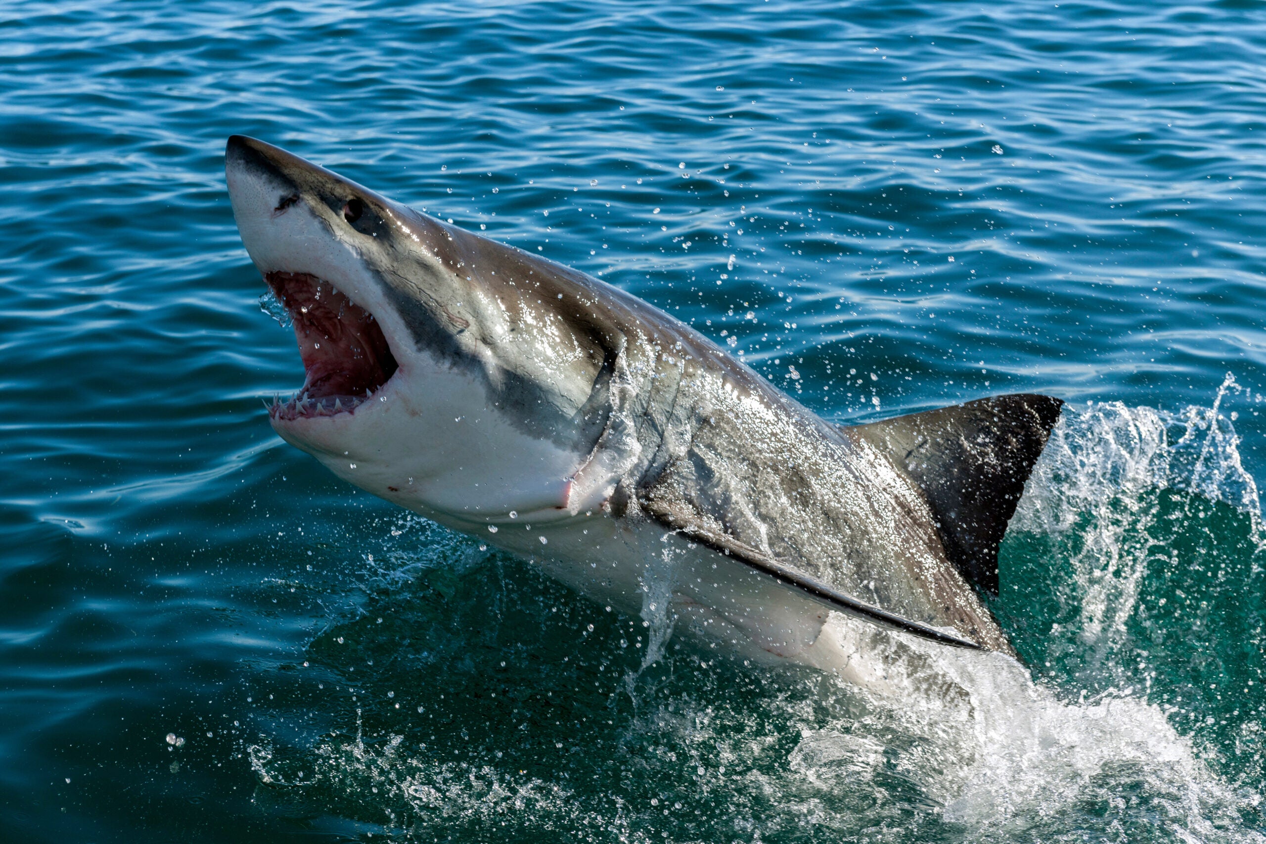 photo of a great white exploding out of the water, mouth open