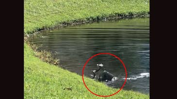 Watch an Alligator Death Roll a Snake in a Florida Backyard