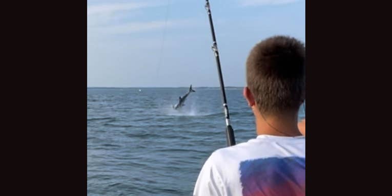 Great White Shark Goes Airborne While Snatching Striped Bass off Fisherman’s Line